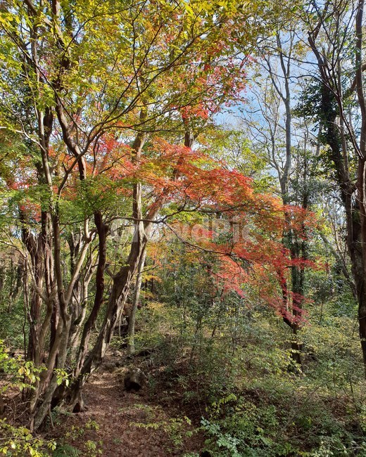 제주도,숲길,단풍,가을,산책,가을,계절,fall,autumn,season,tree,나무,plant,식물