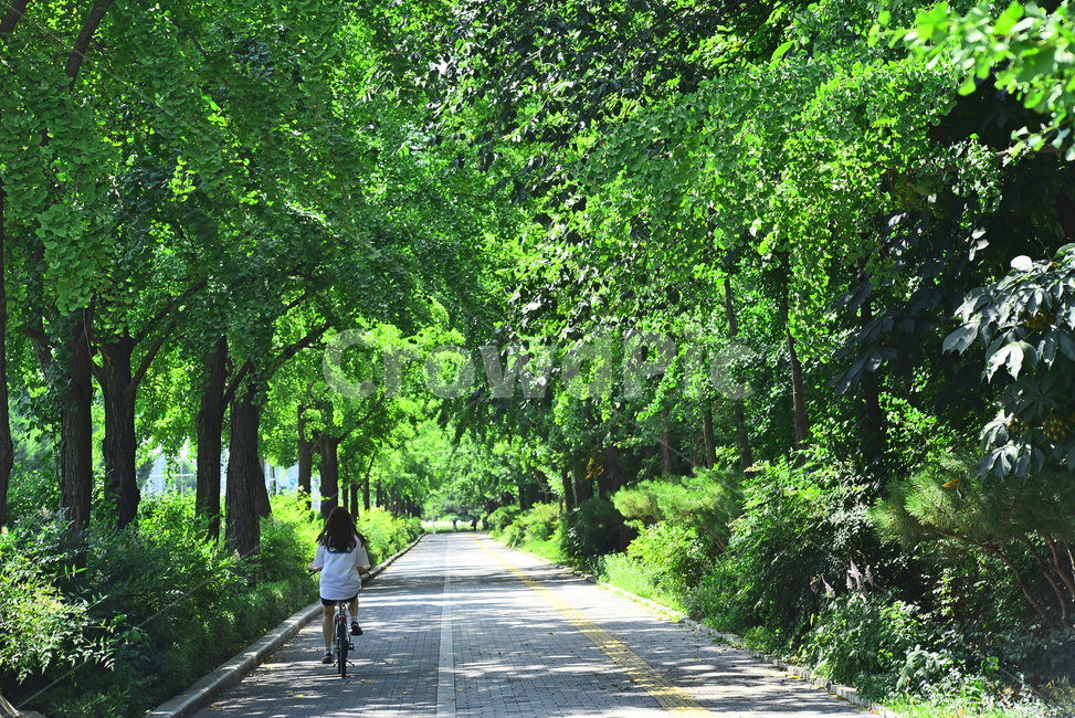 숲길,힐링,산책로,도로,싱그러운,호젓한,녹색,초록,그린,green,road,forest,나무,healing,은행나무,울창한,6월,걷고싶은길,끝없는,사람,여자,자전거