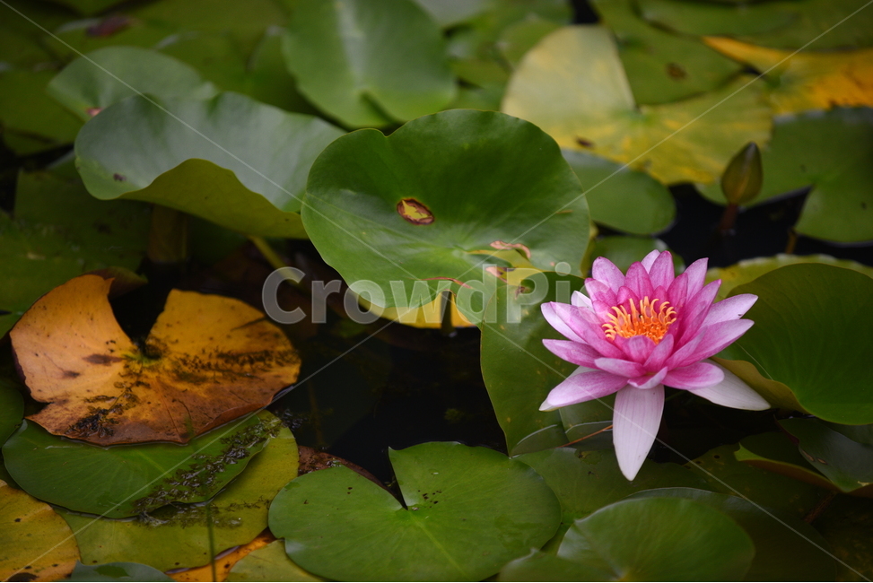 연꽃,꽃,꽃잎,꽃술,연잎,식물,분홍,노랑,초록,연두,식물,자연,plants,nature,꽃,flower