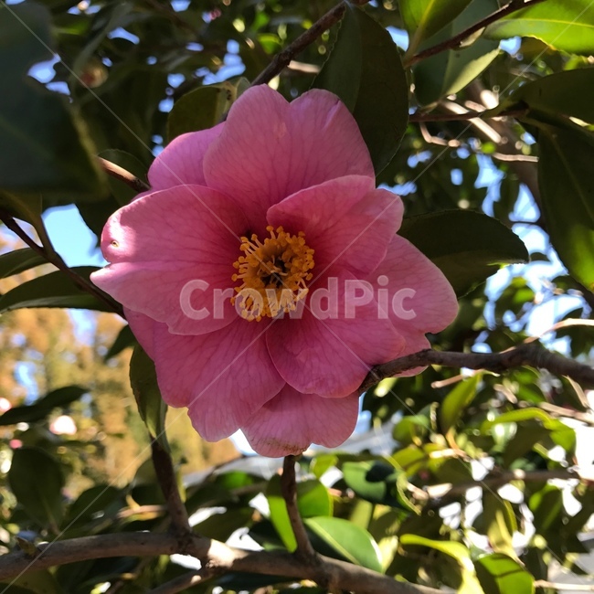 꽃,분홍꽃,자연,flower,근접