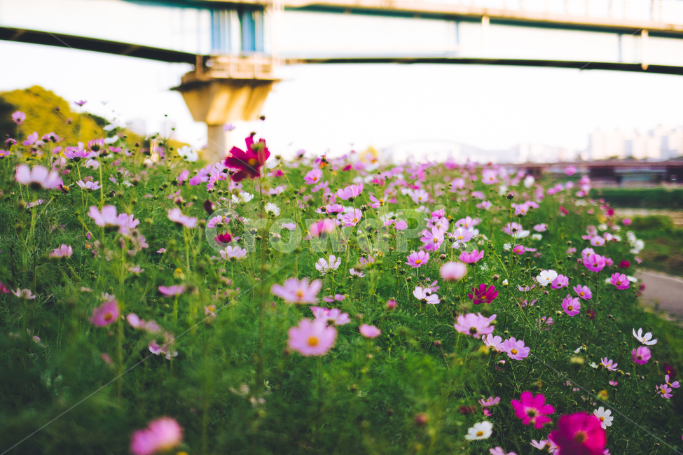 코스모스,가을꽃,코스모스꽃밭,꽃밭,가을,가을풍경,fall,autumn,cosmos,flower,분홍코스모스,안양천,강변,자연,nature,landscape,가을,계절,fall,autumn,season,식물,자연,plants,nature,꽃,flower,geranium,제라늄,plant,blossom