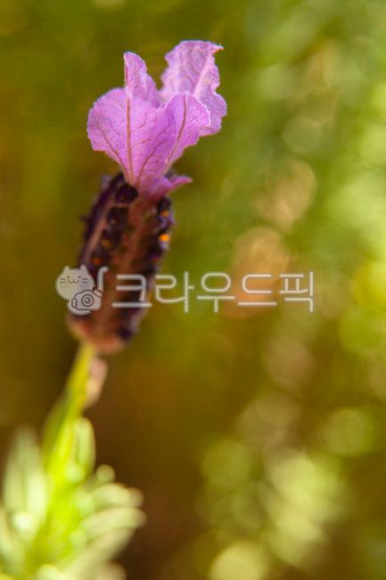 라벤더,꽃,헷살,보라꽃,꽃잎,정원