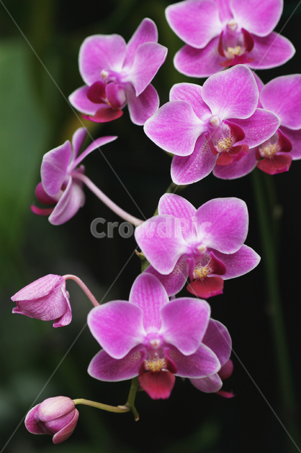 호접란,꽃사진,꽃,이슬,꽃이슬,식물,자연,plants,nature,꽃,flower
