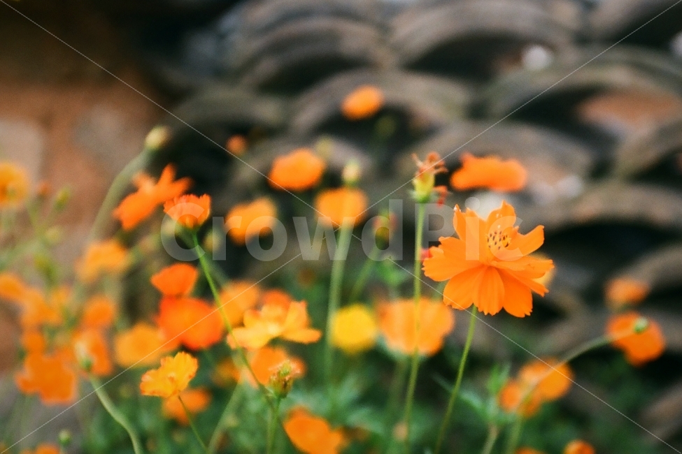 금계국,꽃,금계화,기왓장,필름사진,식물,자연,plants,nature,꽃,flower,감성,sensible,feeling