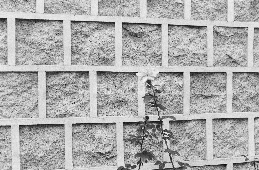 벽돌,벽,wall,꽃,흰색꽃,흑백,식물,자연,plants,nature,꽃,flower
