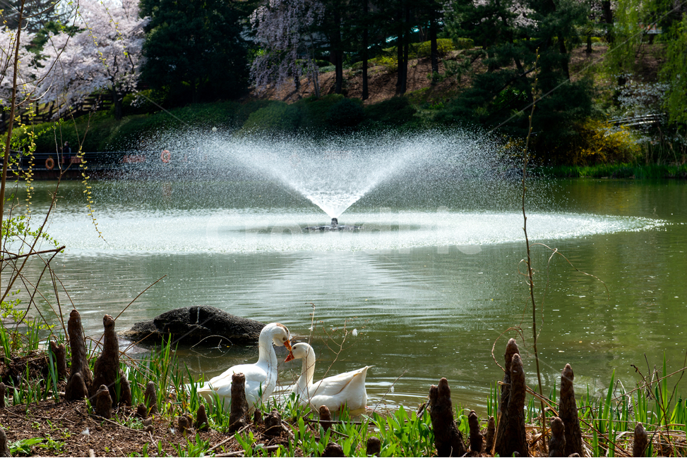 water,물,animal,동물,bird,새,goose,거위,cherryblossom,벚꽃,flower,꽃,fountain,분수,pond,연못,spring,봄