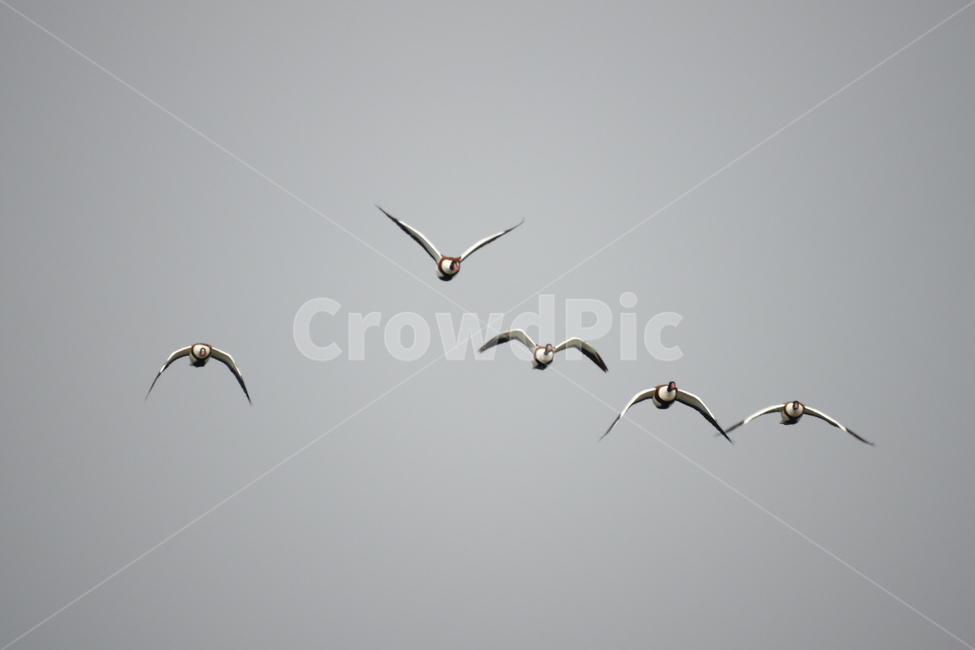 혹부리오리,철새,낙동강,강물,비행,새,동물,animal,조류,새,birds