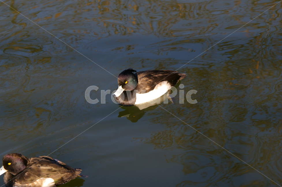 귀여운,야외,옥외,animal,동물,bird,새,mallard,청둥오리,duck,오리,동물,animal,조류,새,birds