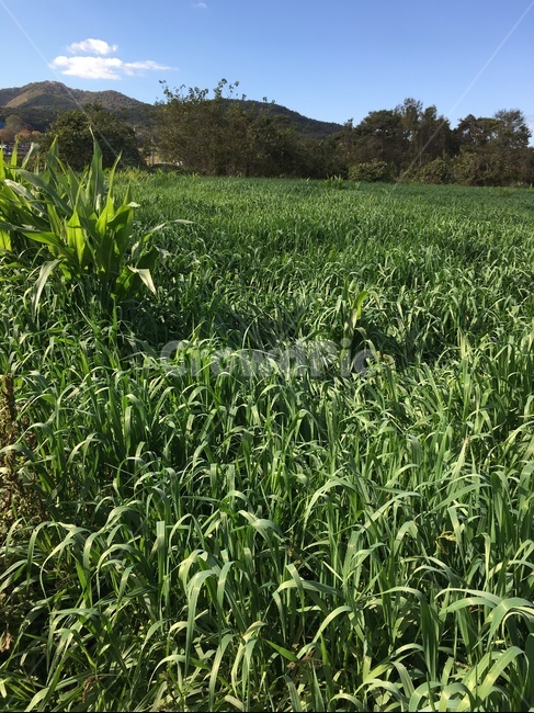 field,들,nature,자연,grassland,목초지,outdoors,옥외,plant,식물