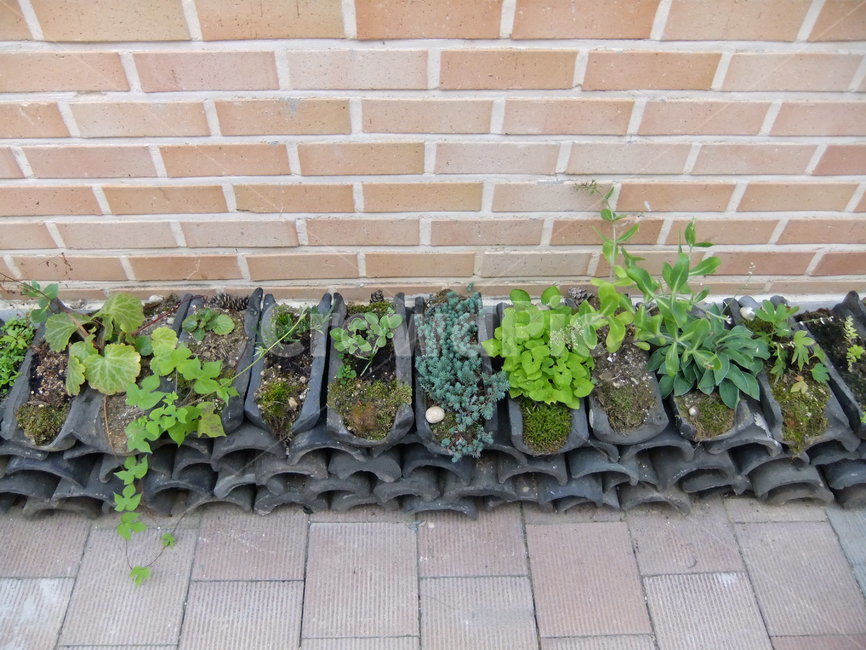 꽃,기와,기와화분,화분,식물,원예,실내용화초,화분,화초,house plant