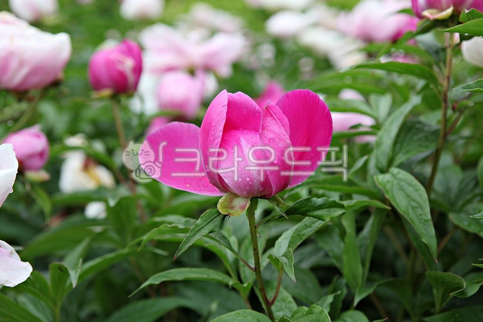 spring flowers,spring,petal,nature,plant,Rose,rose,flowering,leaf,park,flower