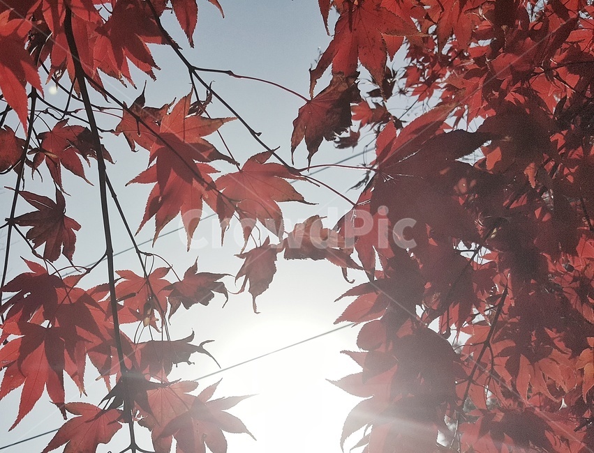 단풍잎,단풍,가을,햇빛,공허함,센치,leaf,잎,plant,식물,tree,나무,maple