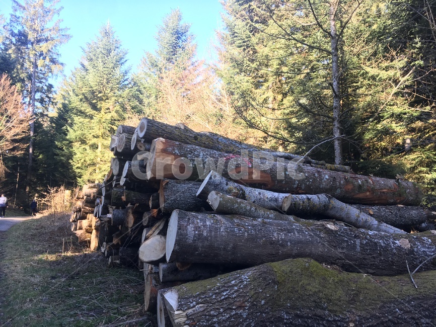 스위스,숲,나무,wood,식물,plant,switzerland
