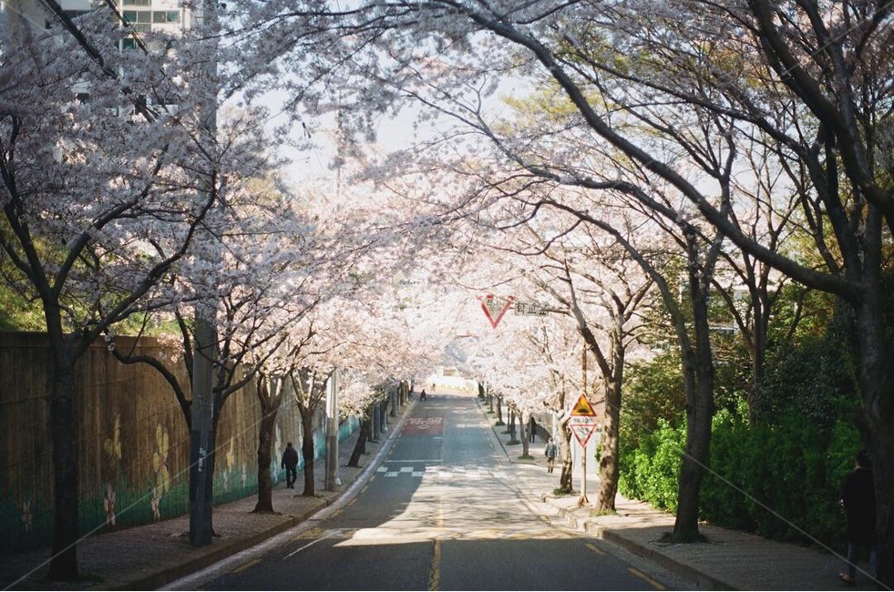 봄,벚꽃,풍경,감성,꽃,봄,계절,spring,season,자연,풍경,nature,landscape,asphalt,아스팔트,plant,식물,blossom,flower