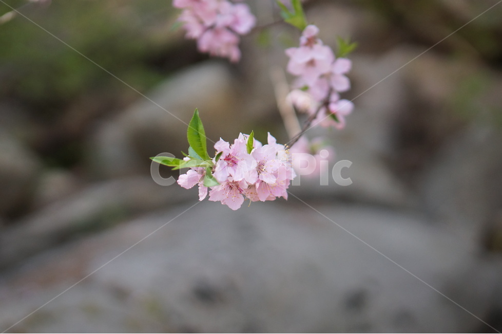 복사꽃,핑크,봄,산,낮,빛,봄,계절,spring,season,식물,자연,plants,nature,꽃,flower,plant,blossom