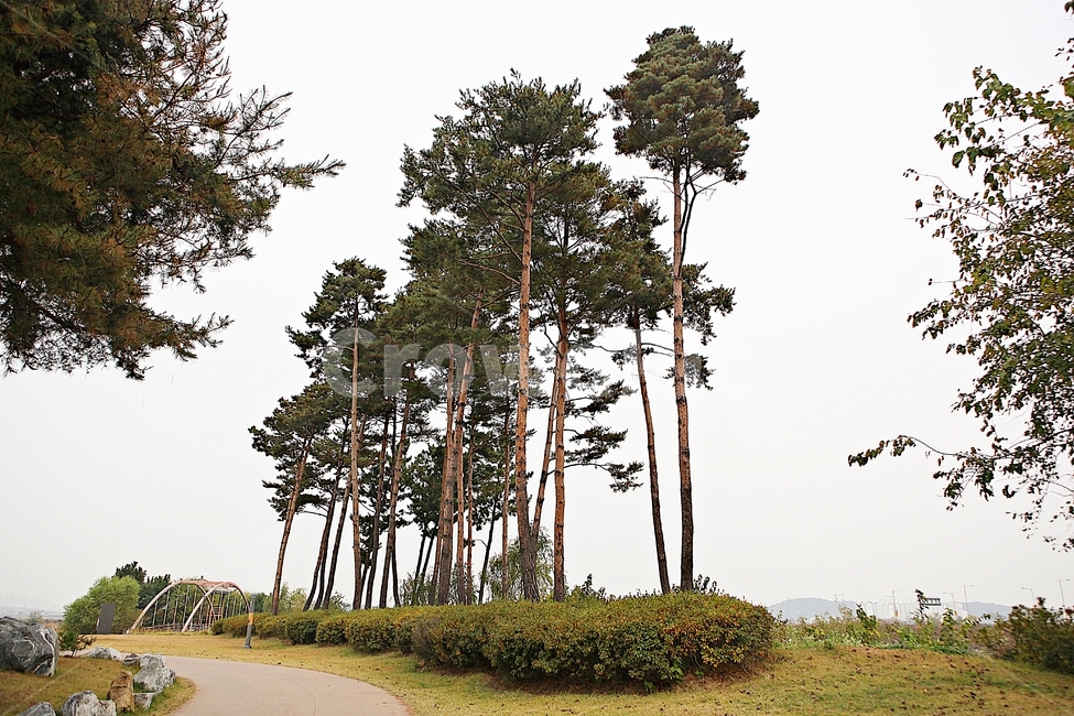 소나무,나무,솔잎,잎,식물,자연,풍경,공원,잡초,풀,식물,자연,plants,nature,나무,trees,wood