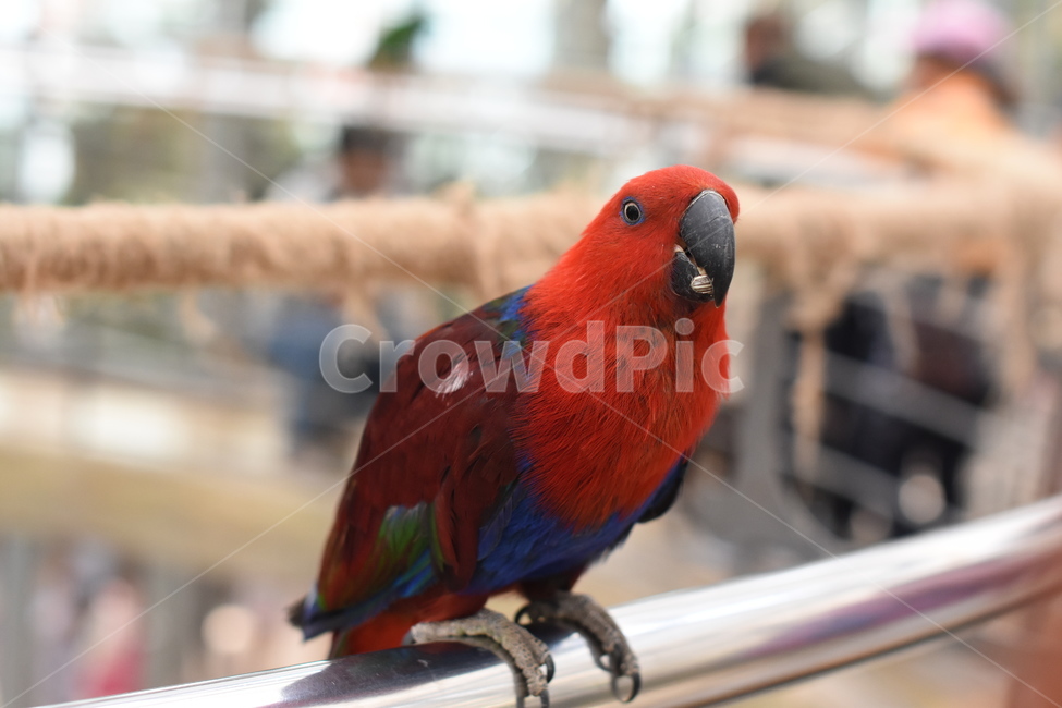 앵무새,조류,동물원,새,동물,예쁜새,동물,animal,조류,새,birds