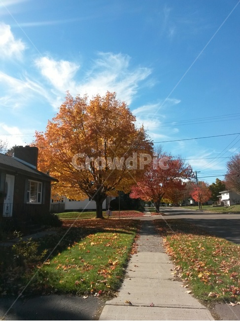 단풍,낙엽,가을,하늘,나무,길,나뭇잎,높은,깨끗한,맑은,leaves,maple,leaf,autumn,sky,tree,clear,high,way