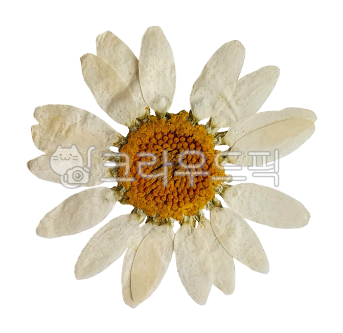 꽃,압화,꽃누끼,드라이플라워,압화누끼,생화,꽃잎,식물누끼,식물,말린꽃,누끼,압화png,꽃png,식물png,생화png,말린꽃png,plant,png,flower,blossom,petal,dryflower,leaf,누끼,remove background