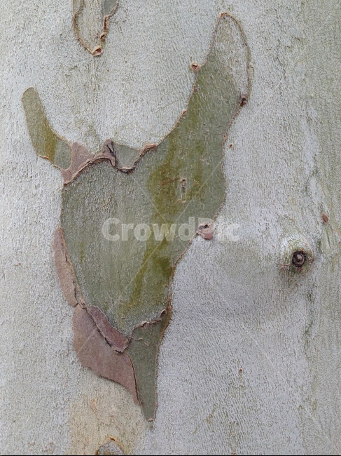 tree,plant,patten,나무껍질,나무옹이,옹이,나무디테일