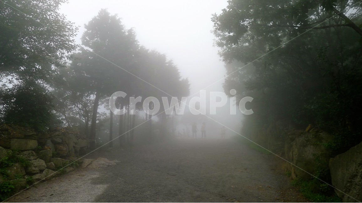 안개,숲,경치,나무,자연,자연,풍경,nature,landscape,weather,날씨,outdoors,옥외