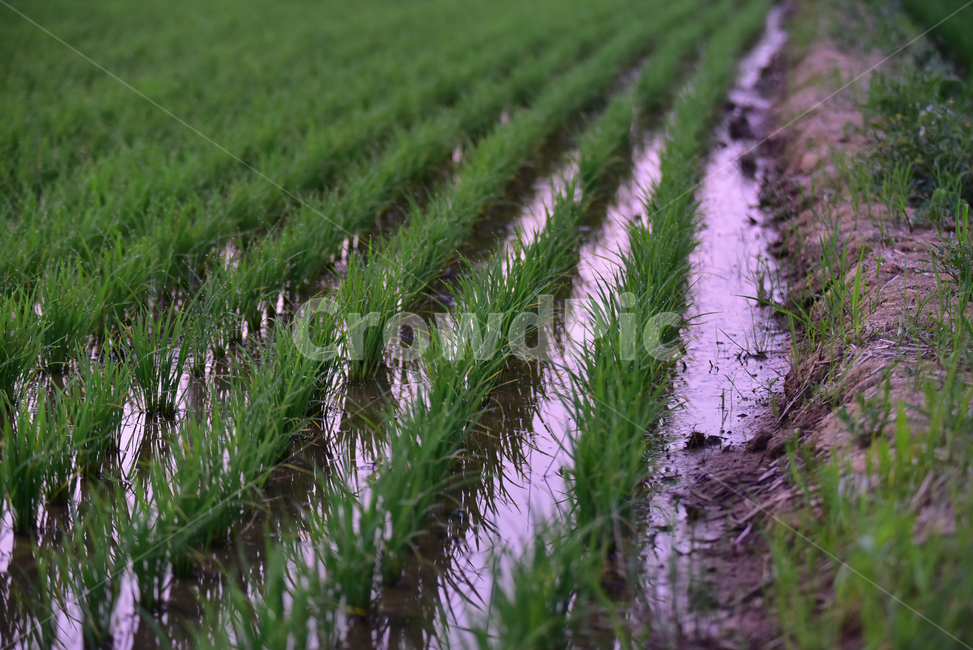 모,벼,논,논농사,벼농사,농사,재배,녹색,초록,농촌,시골,잘자란,village,rice,ricefield,farming,green,농업,농사,agriculture,farming,farming industry