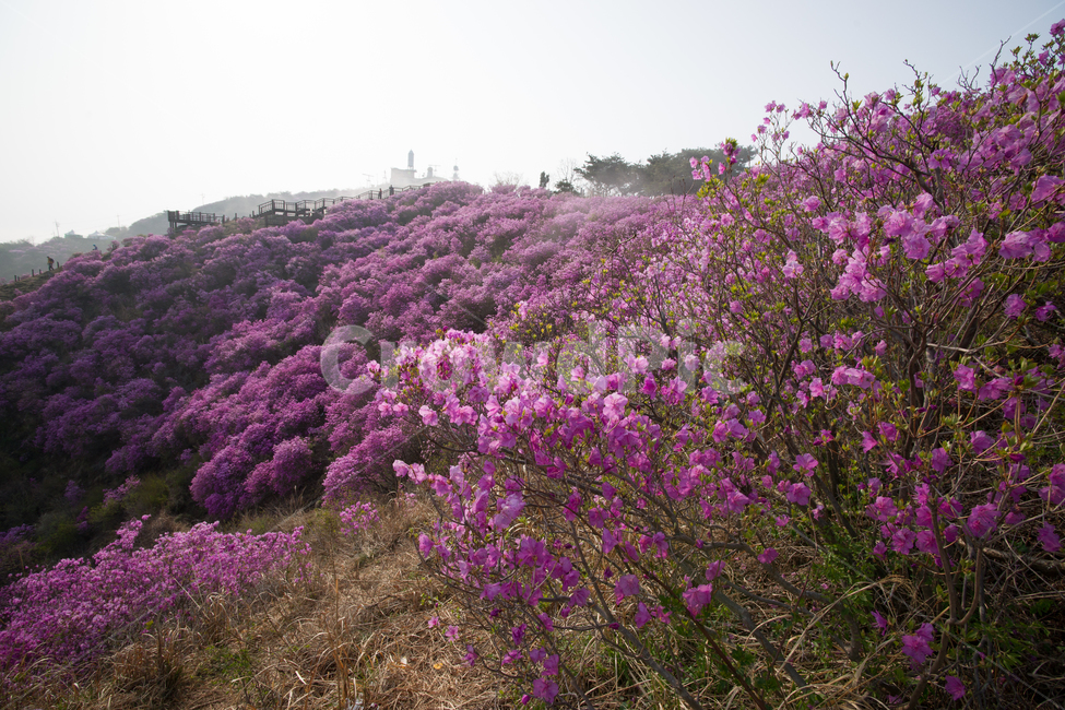 진달래,꽃,만개,개화,바탕,배경이미지,뒷배경,고려산,진달래꽃,고려산정취,4월의고려산,진달래축제