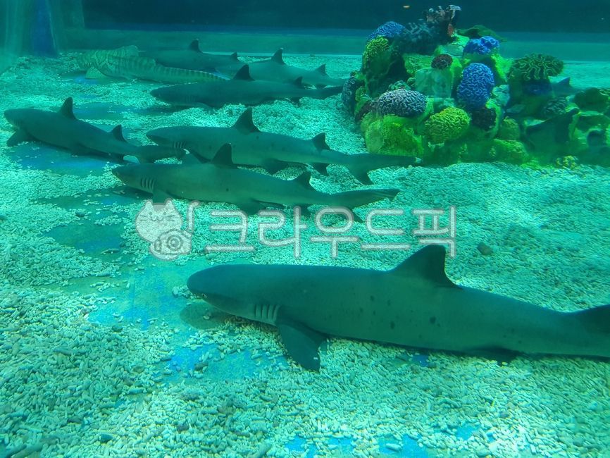 아쿠아리움,상어,바다,필리핀,말라떼아쿠아리움,해양생물,자연