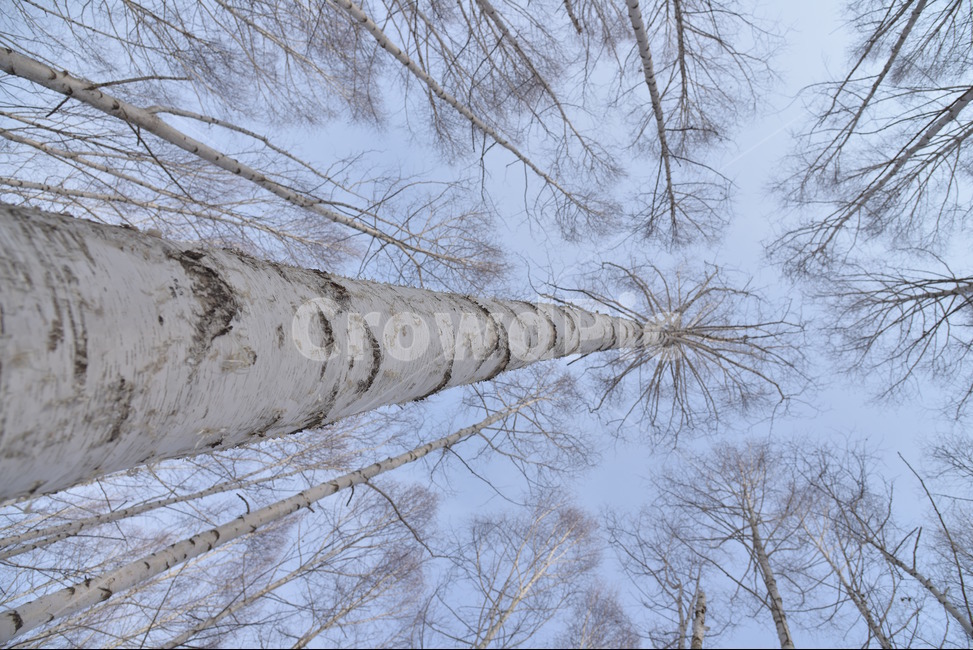 자작나무,원대리,인제,산,나무,하늘,겨울,계절,winter,season,식물,자연,plants,nature,나무,trees,wood