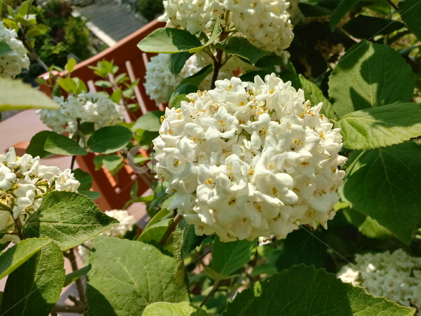 수국,자양화,간판수국,아탑수구,나무,꽃,마른꽃,식물
