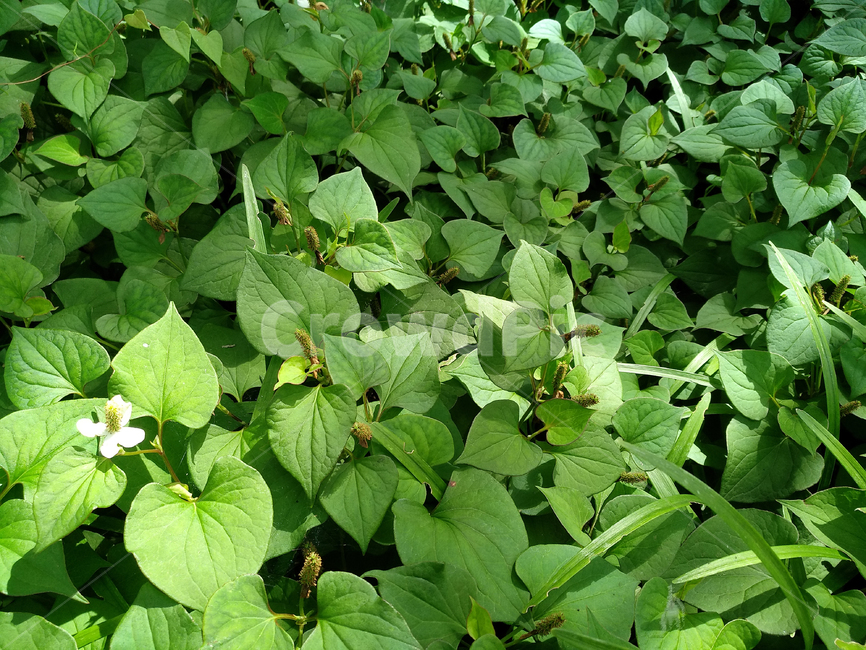 어성초,어성초식물,어성초재배,어성초농사,약용식물,식물,자연,plants,nature