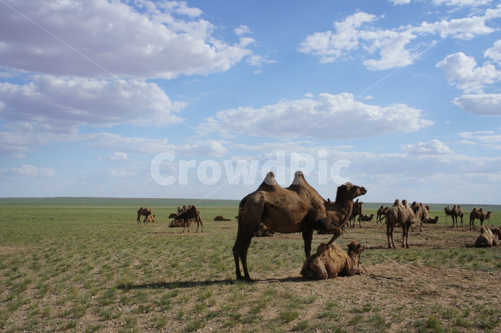 camel,mongolia,sky,grassland,낙타,하늘,초원,말,풍경,몽골,구름