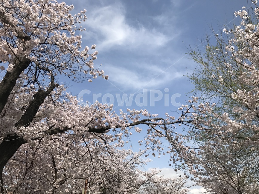 하늘,벚꽃,봄하늘,벚꽃나무,벚나무,중랑천벚꽃