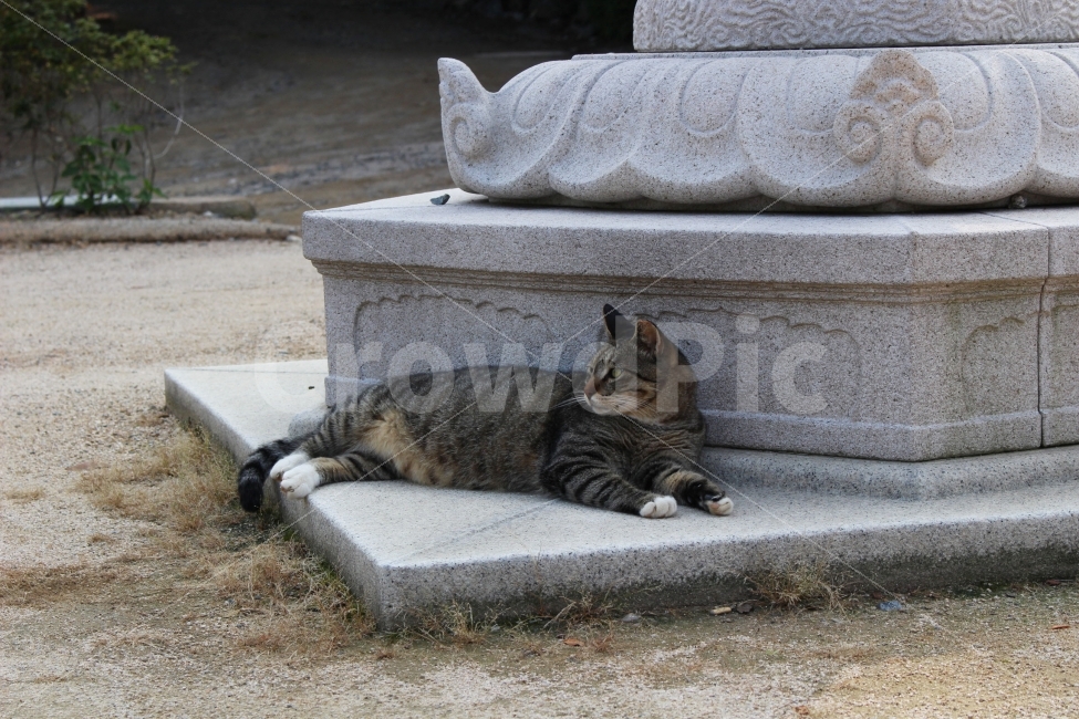고양이,냐옹,쉼,평화,그늘,야외,정원,공원,동물,animal,고양이,cat,kitten,kitty,포유류,mammal