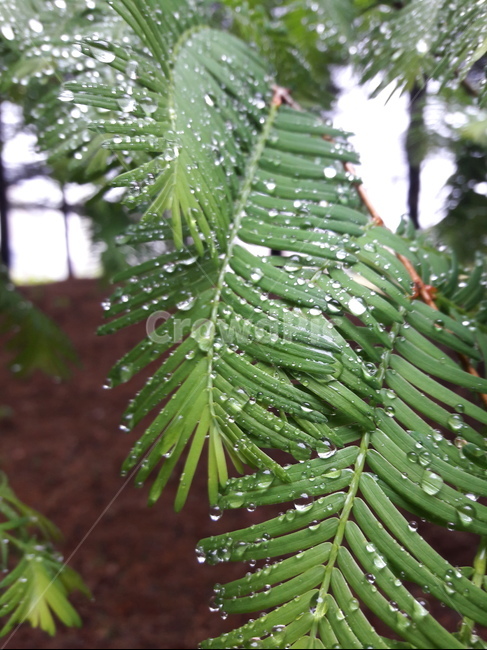 나무,비온뒤,잎사귀,이슬,물방울,초록,식물,자연,plants,nature,비,비오는날,rain,rainy