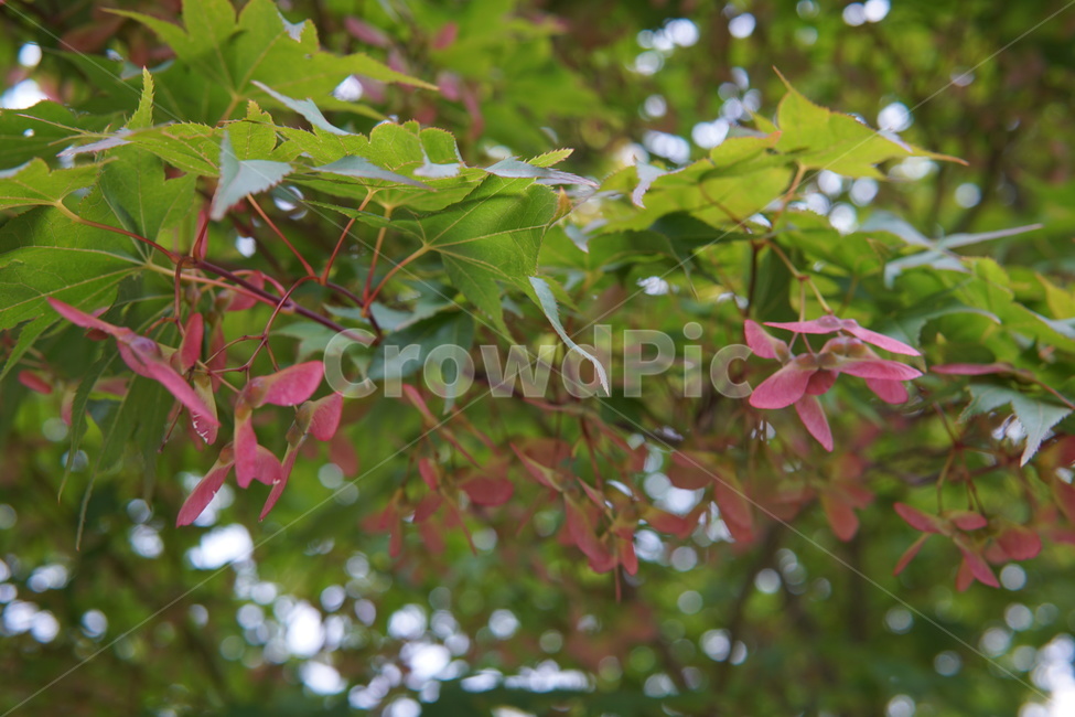 나무,tree,green,녹색,푸른,싱그러운,시원한,열매,잎파리,잎사귀,꽃,야자수,향나무
