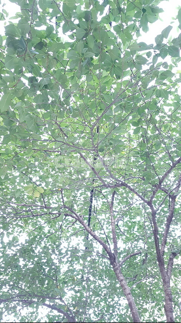 나무,tree,green,녹색,푸른,싱그러운,시원한,열매,잎파리,잎사귀,꽃,야자수,향나무