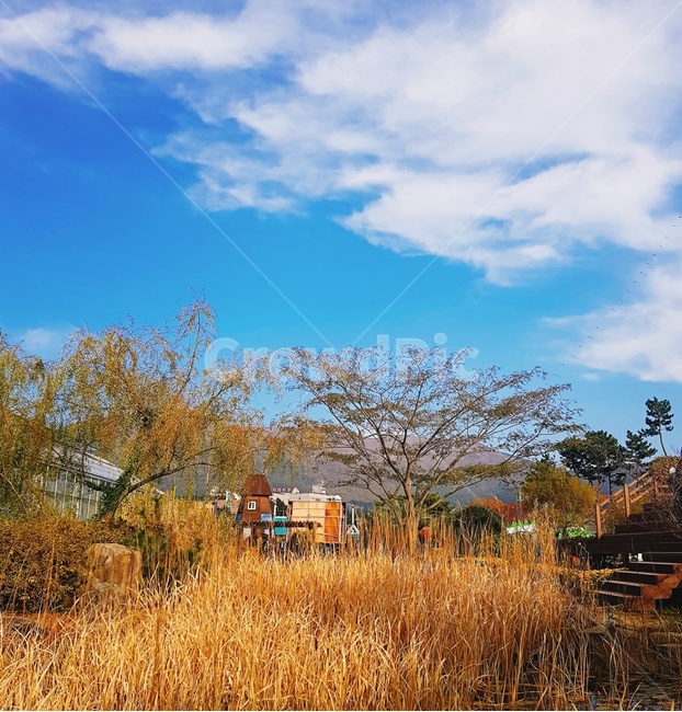 하늘,갈대,시골풍경,가을,가을소풍,자연,풍경,nature,landscape,outdoors,옥외,grass,잔디,plant,식물