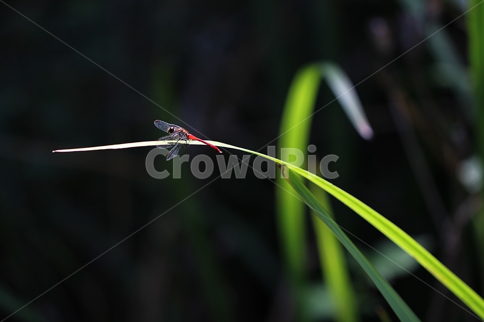 고추잠자리,dragonfly,잠자리,가을,동물,곤충,벌레,insect,bug