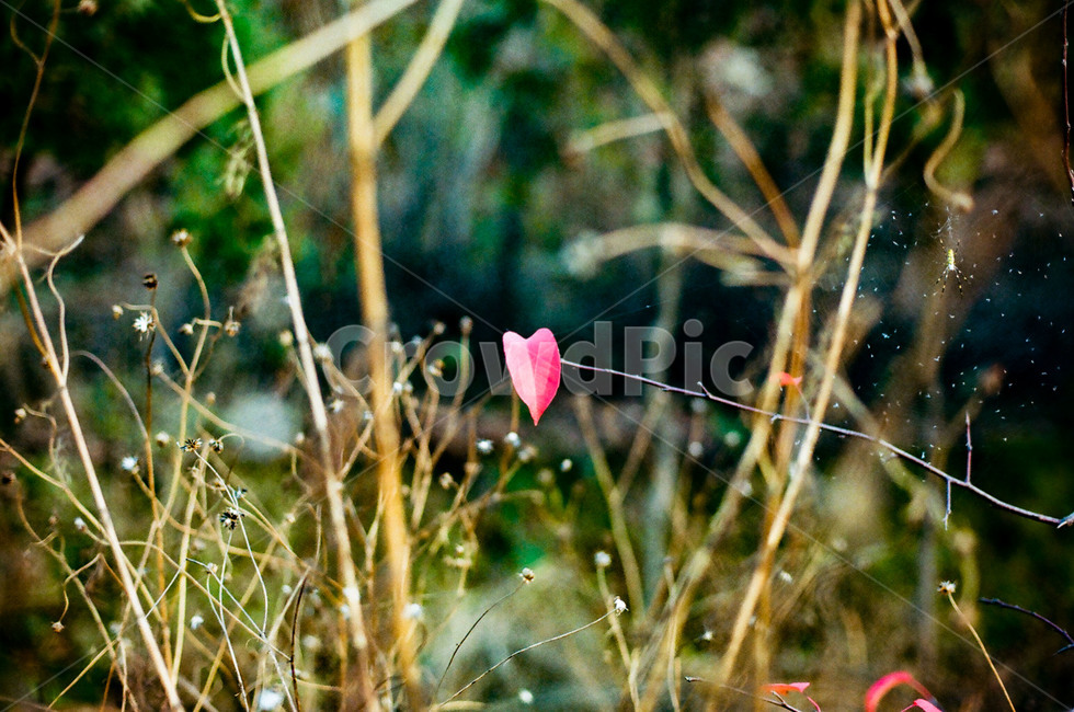 봄,사랑,자연,단풍,하트,가을,계절,fall,autumn,season,plant,식물,blossom,꽃,flower