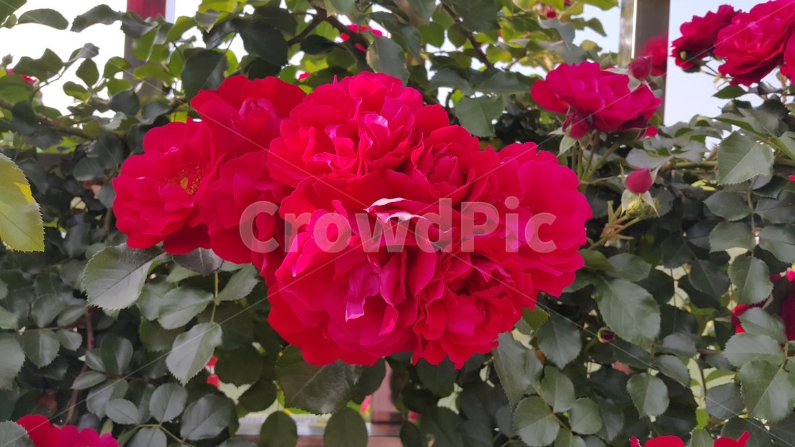 plant,식물,flower,blossom,꽃,rose,장미,redflower,red,빨간꽃,빨강색,redrose,빨간장미,green,garden,잎사귀,초록색,정원,잎,leaf,식물,자연,plants,nature,꽃,flower