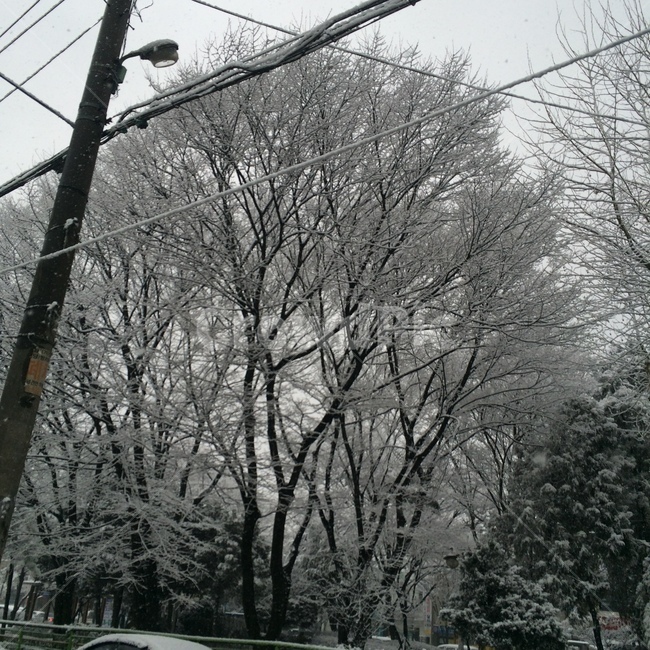 눈,폭설,눈꽃,크리스마스,겨울,식물,이쁜,이쁜눈,겨울,계절,winter,season