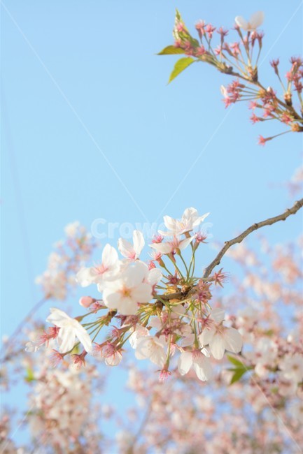 벚꽃,봄,하늘,꽃,cherryblossom,감성,자연,풍경,울산,무거천,봄,계절,spring,season,plant,식물