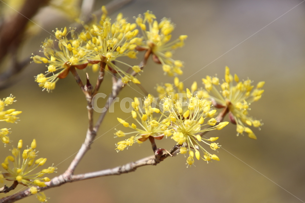 산수유,꽃,식물,층층나무,구례산수유,축제,노랑색,봄,계절,spring,season,식물,자연,plants,nature,꽃,flower,plant