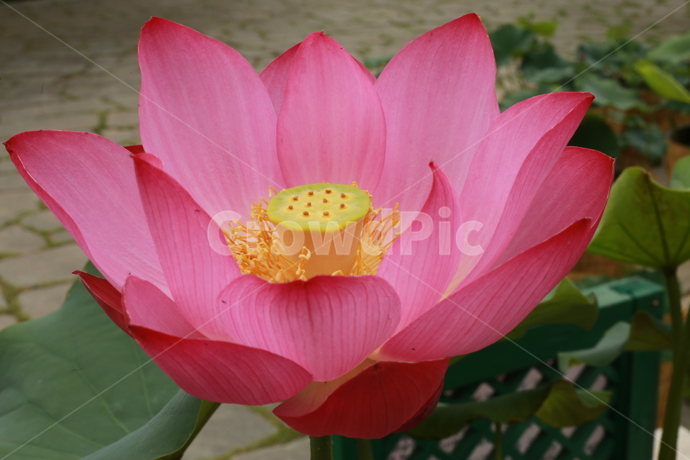 plant,식물,flower,꽃,blossom,연꽃,lotus