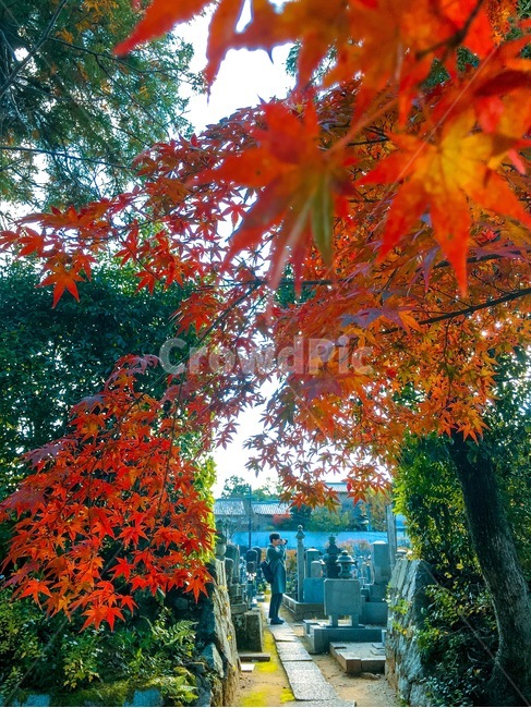 plant,식물,leaf,잎,person,사람,human,인간,tree,나무,가을,단풍,maple
