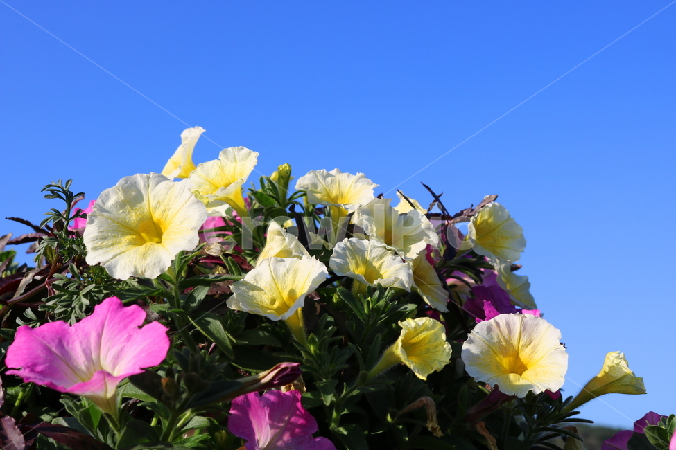 꽃,페튜니아,페튜니아꽃,식물,자연,페츄니아,분홍꽃,식물,자연,plants,nature,꽃,flower