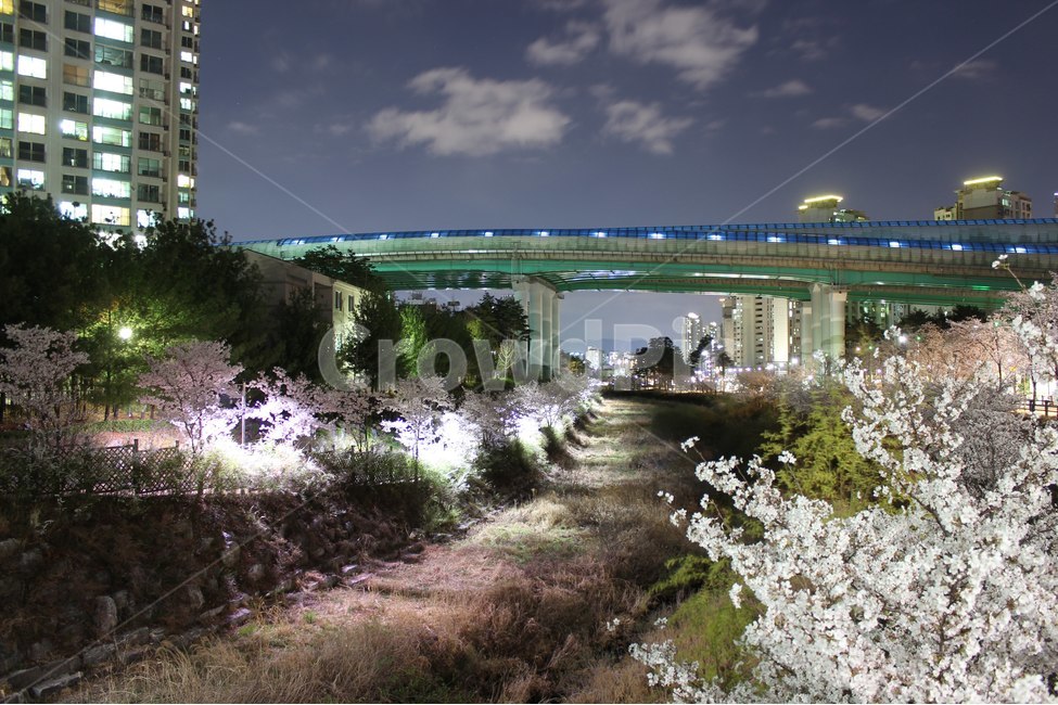 벚꽃,야경,강,하늘,다리,봄,계절,spring,season,야경,밤,풍경,nightscape,night,landscape,도시,city,한국도시풍경,한국도시경관,korea cityscape,plant,식물,road,도로