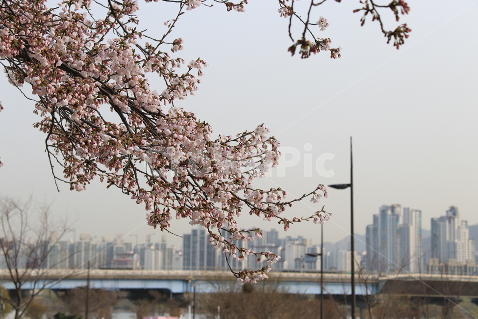 plant,식물,blossom,cherryblossom,벚꽃,flower,꽃,자연,식물,자연,plants,nature,꽃,flower