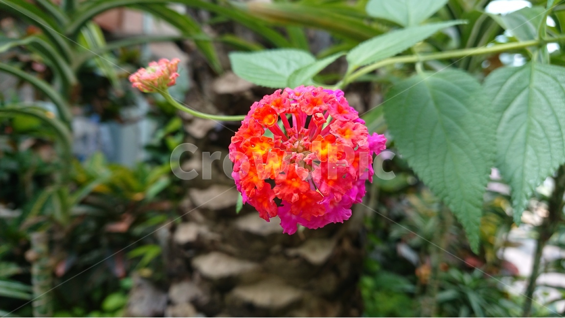 식물,나무,꽃,자연,녹색,그린,패턴,식물,자연,plants,nature,꽃,flower